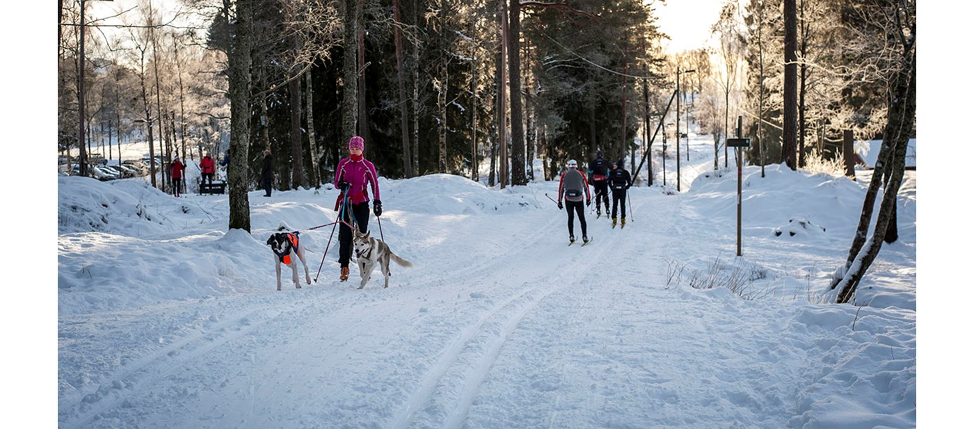 Cross country skiing in the Nordmarka forest